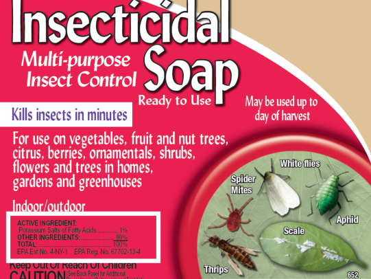 Azalea Lace Bugs | solvepest